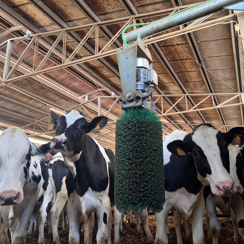 Komforta birste Toy Brush